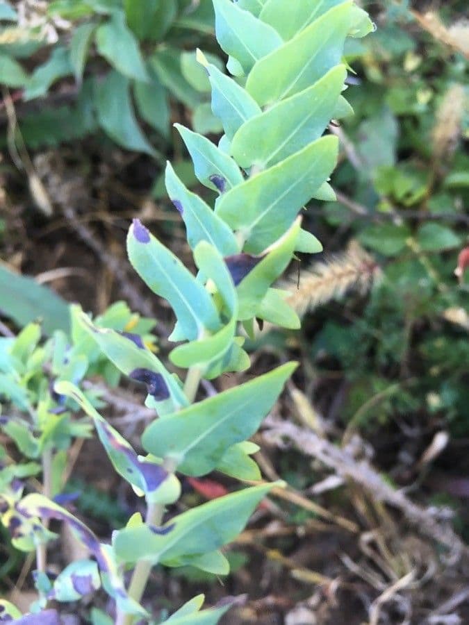 Cerinthe minor 20