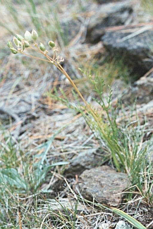 Lomatium di Engelmann 6