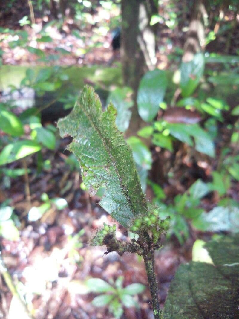 Cordia nodosa 7