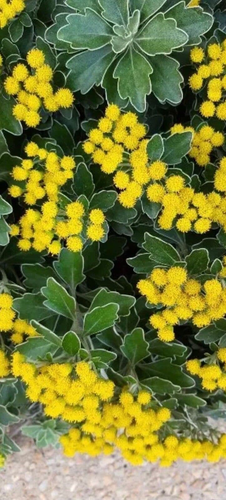 Buschwucherblume