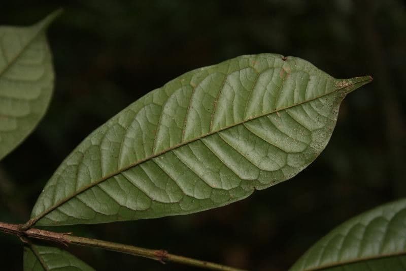 Vochysia 6