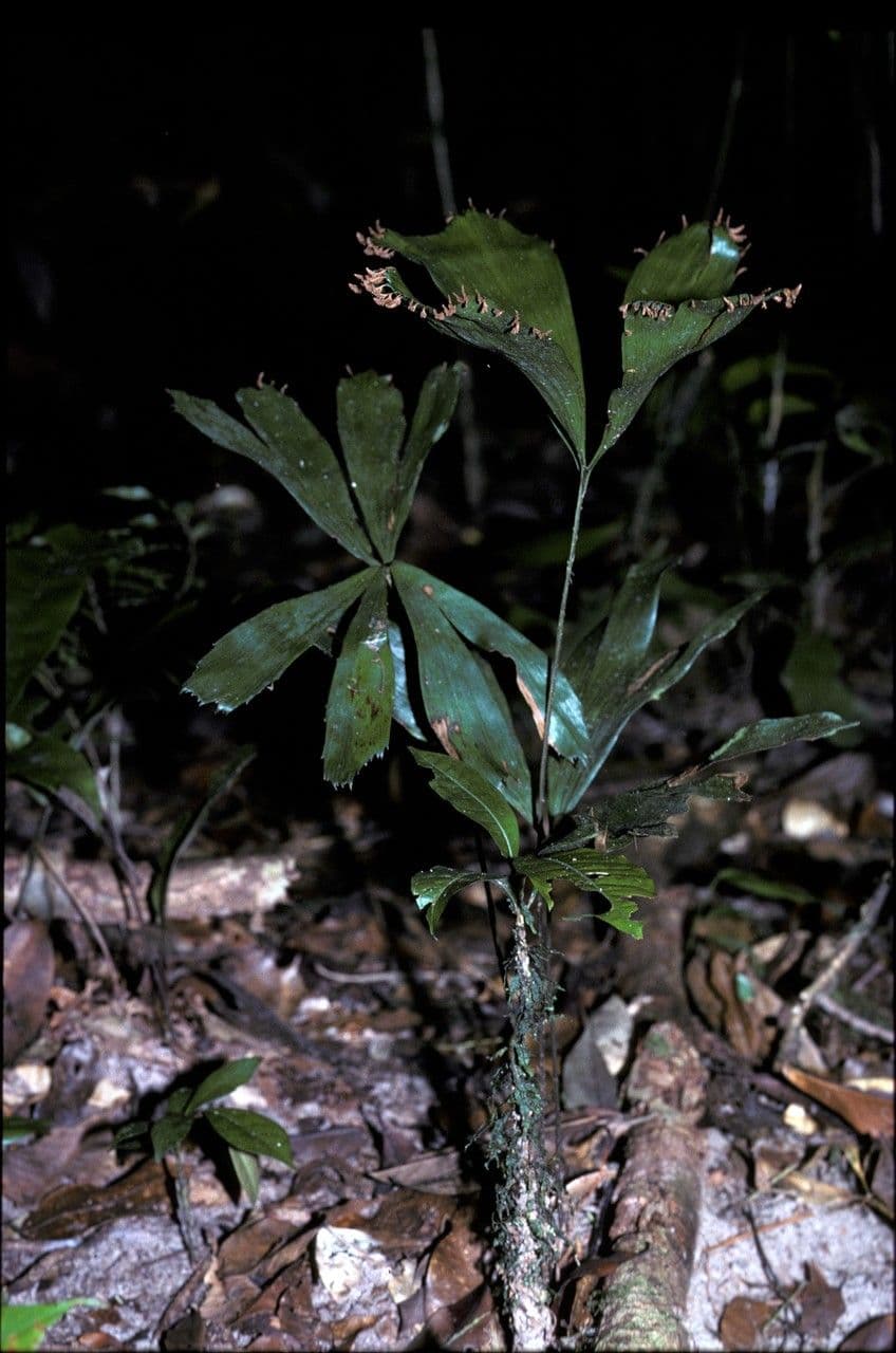 Schizaea elegante