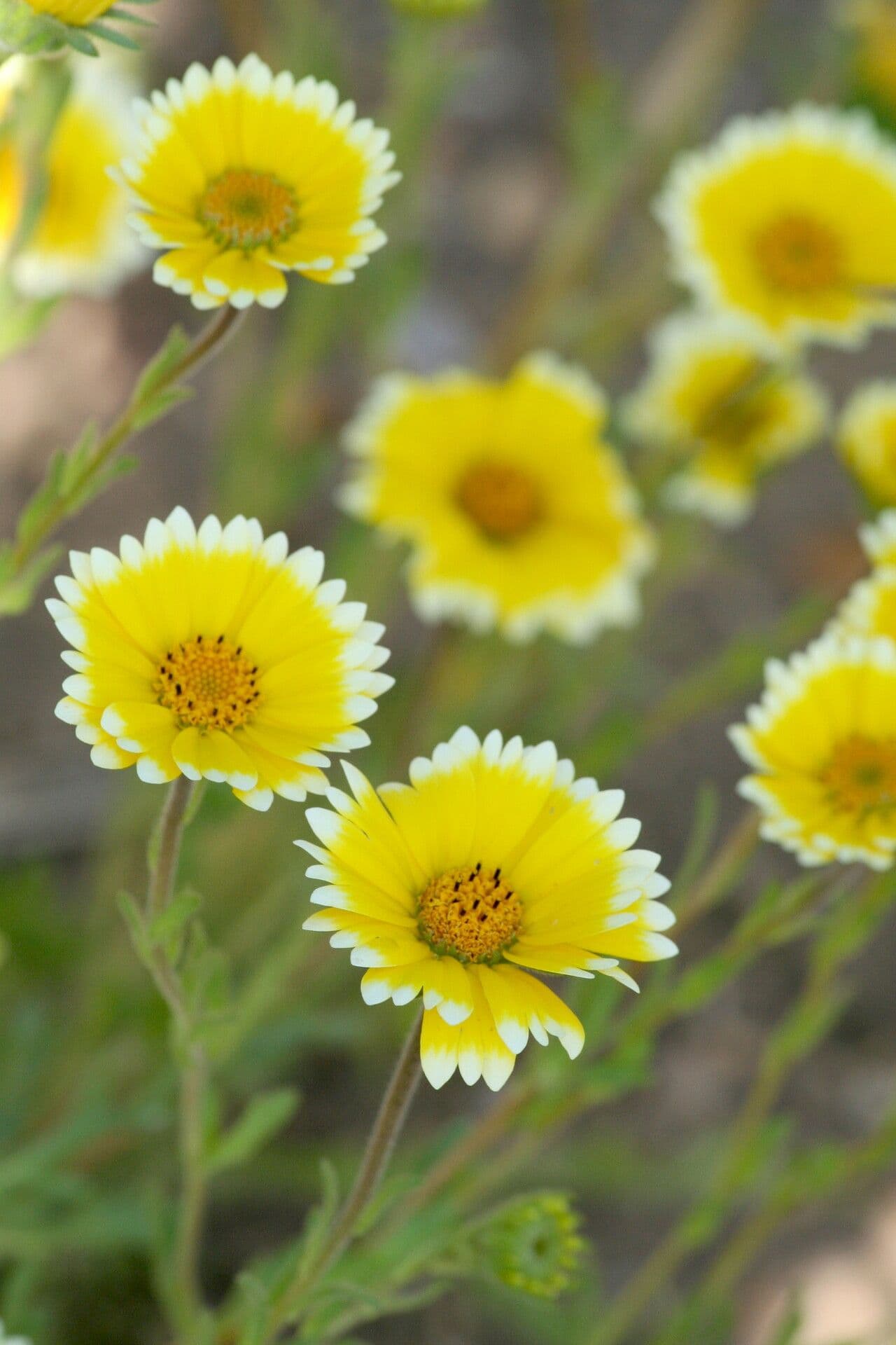Layia platyglossa 2