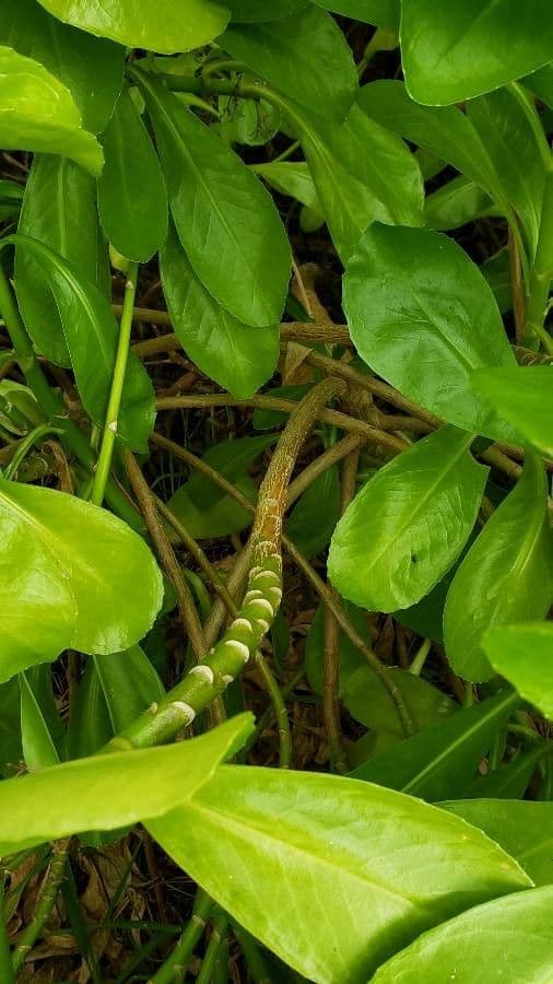 Scaevola taccada 21