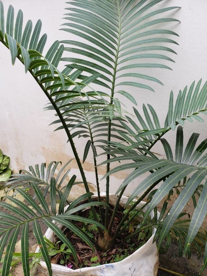Kongo-Riesen-Palmfarn 9
