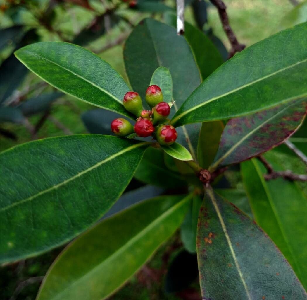 Penda nero 6