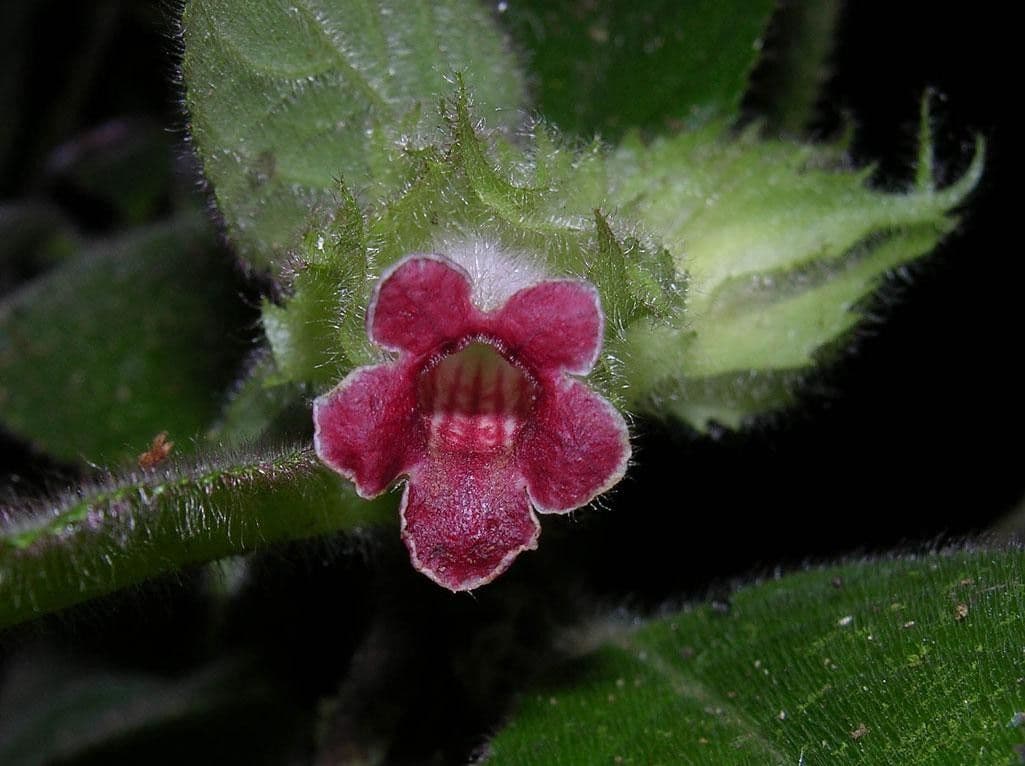 Drymonia pelosa 6