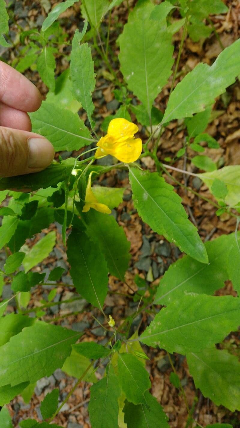 Impatiens pallida 5