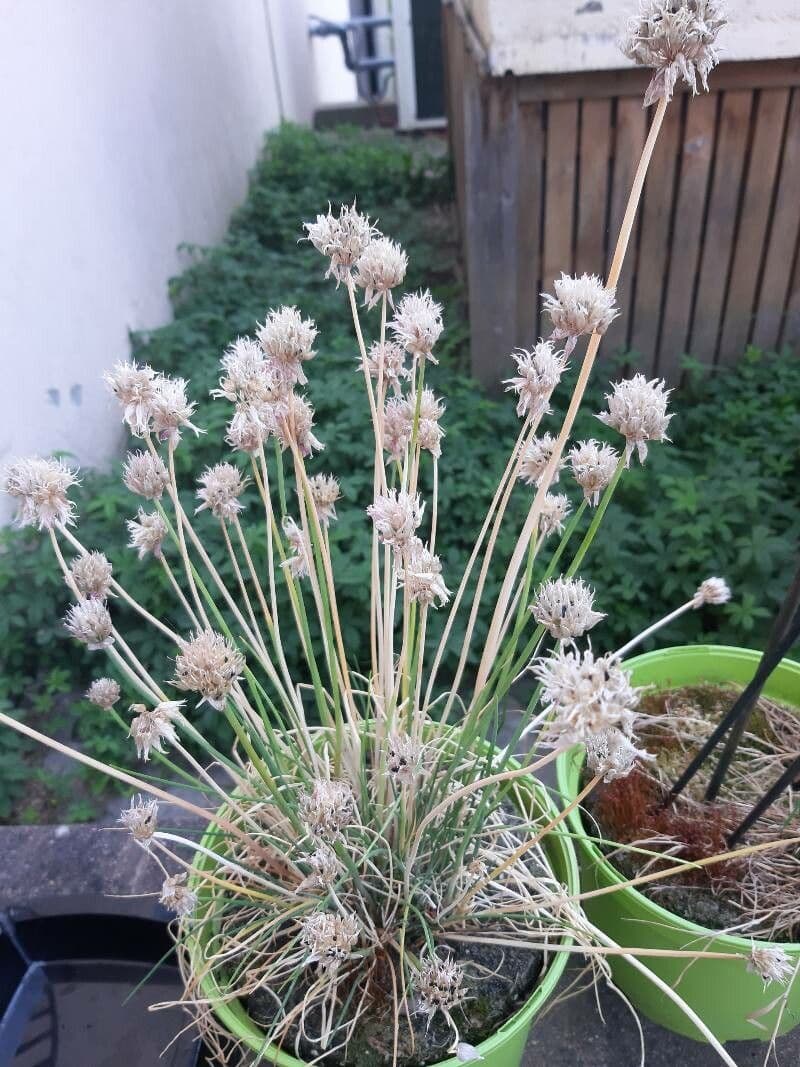 Erba cipollina 5