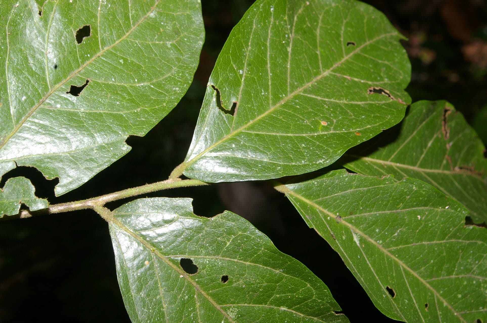 Mortoniodendron 12