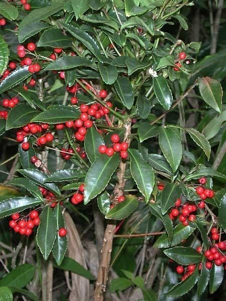 Ardisia crenata 10