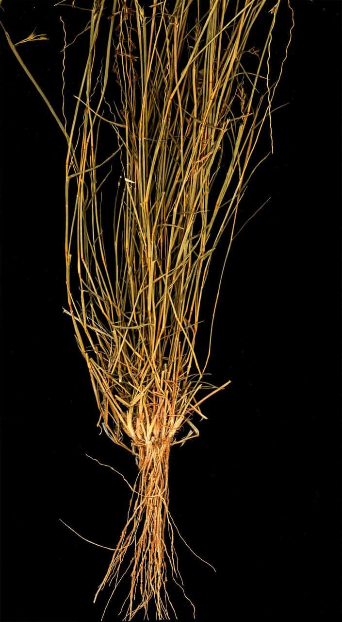 Leptothrium 3