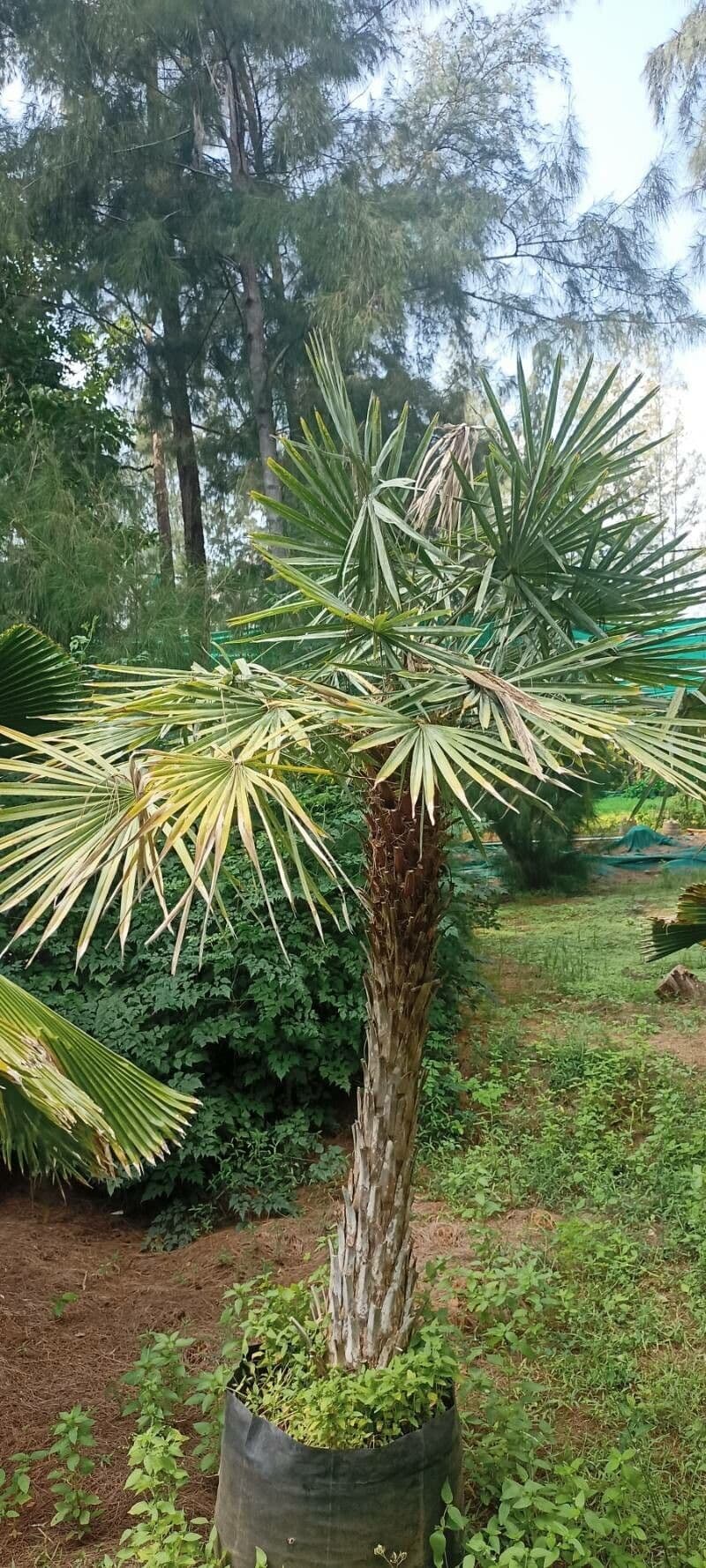 Copernicia 6