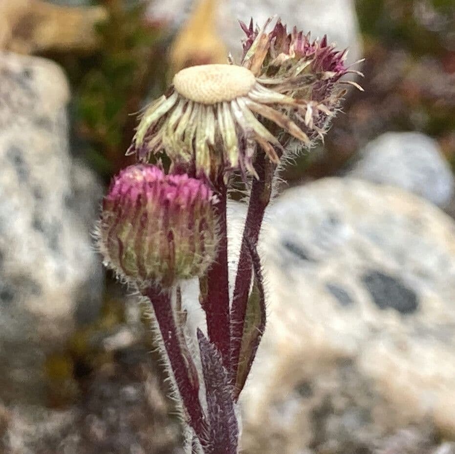 Erigeron 8