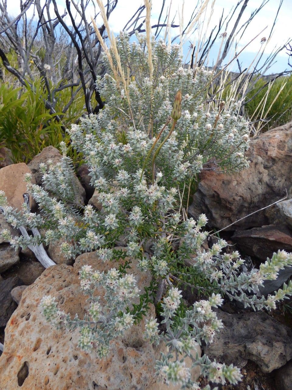 Phylica 7