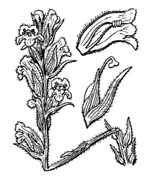 Orobanche alba 25