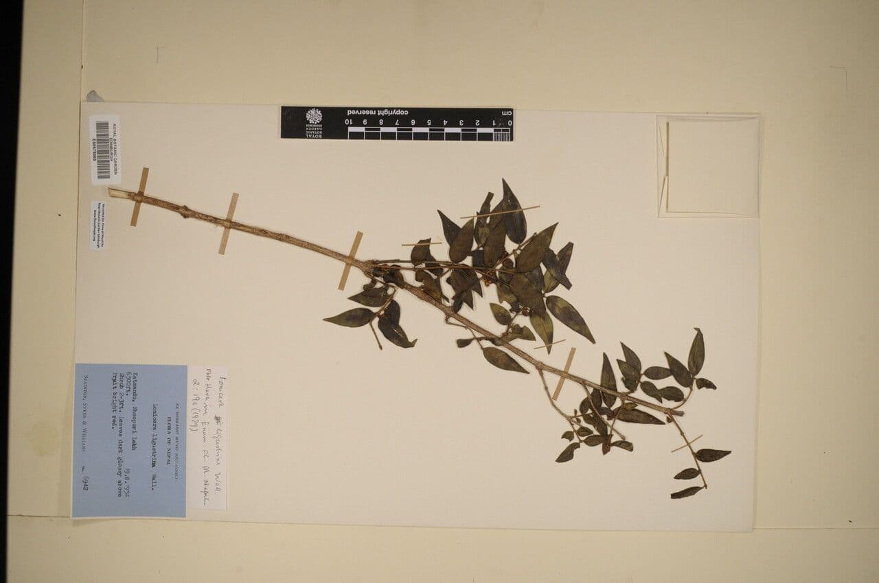 Caprifoglio 25