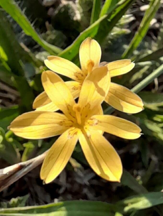Sisyrinchium 2