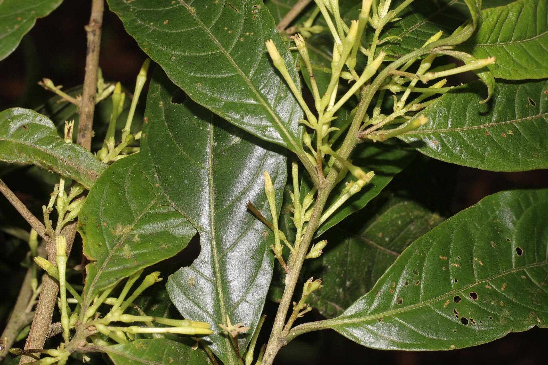 Cestrum 8