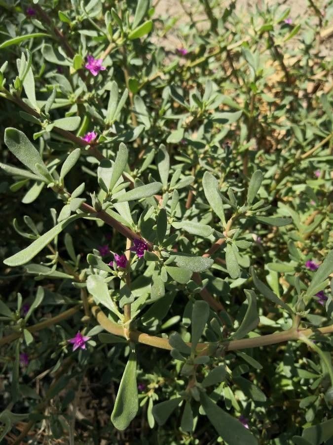 Portulaca occidentale 14