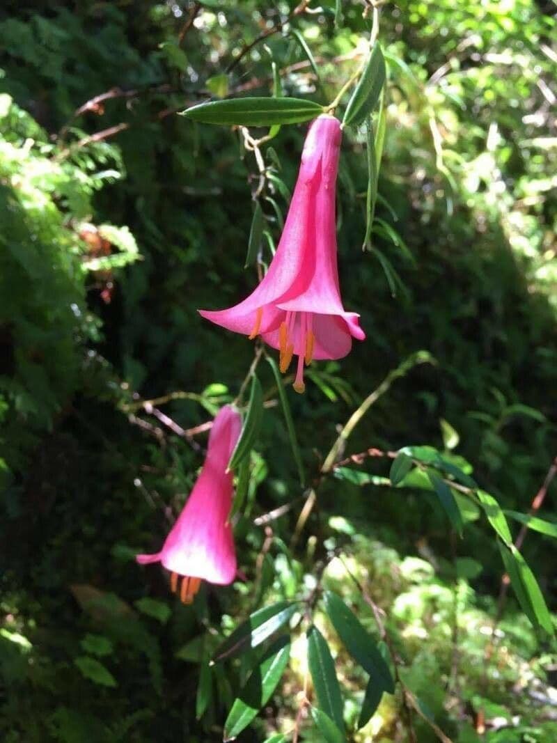 Philesia 5