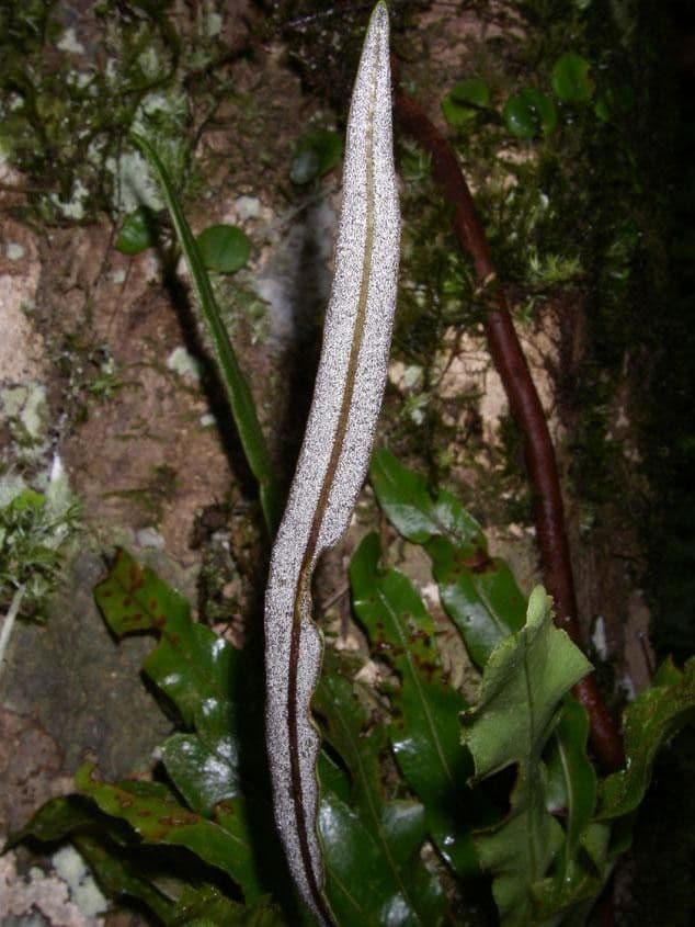 Elaphoglossum