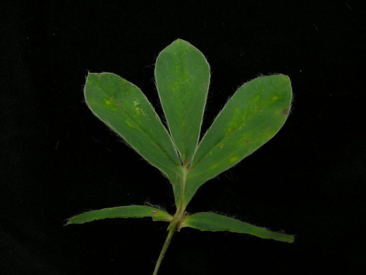 Thermopsis 7