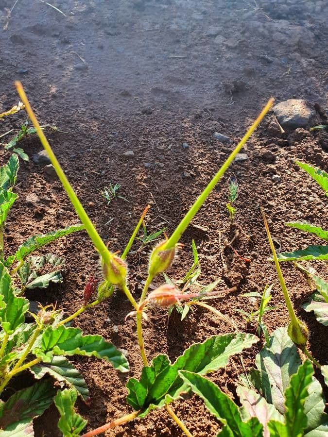 Monsonia 2