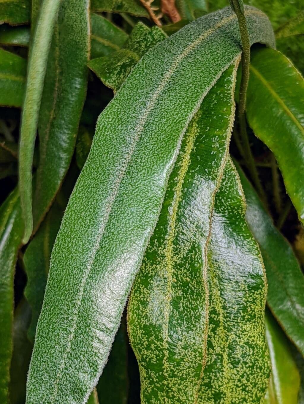 Elaphoglossum 7