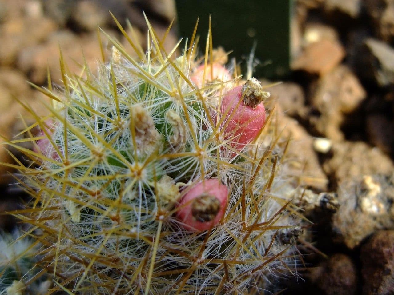 Cactus proliferante 14