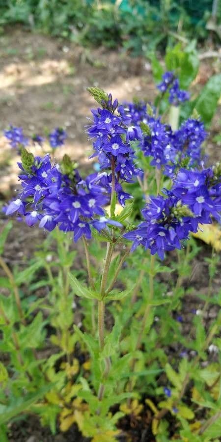 Veronica austriaca 10