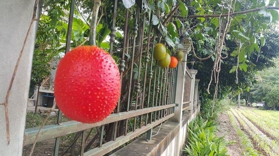 Kanton-Bittermelone