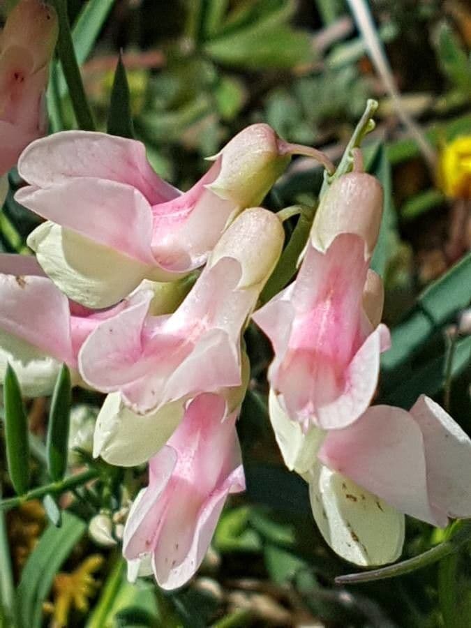 Lathyrus 4