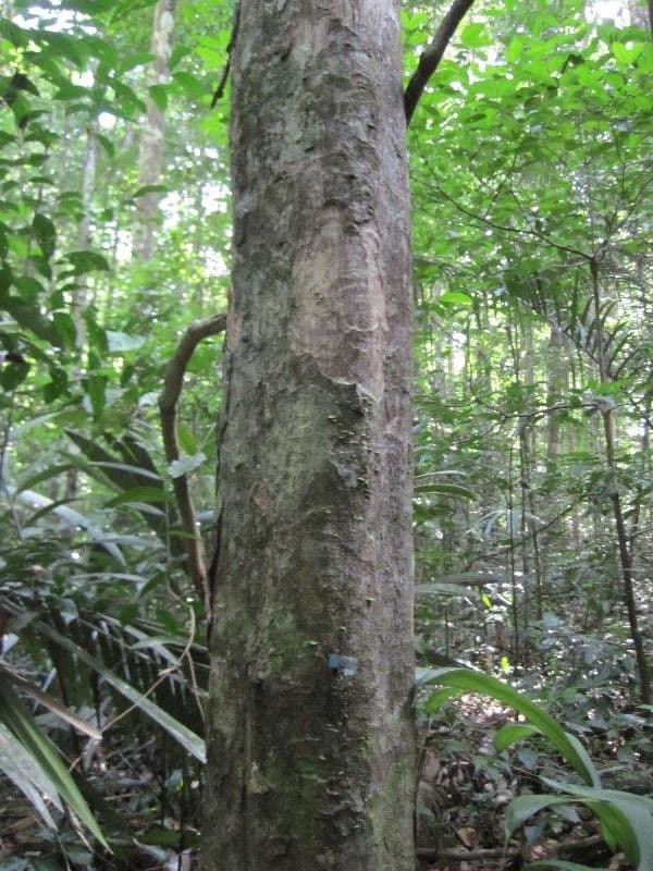 Eschweilera micrantha 4