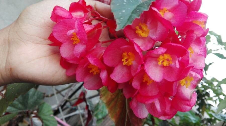 Begonia 6