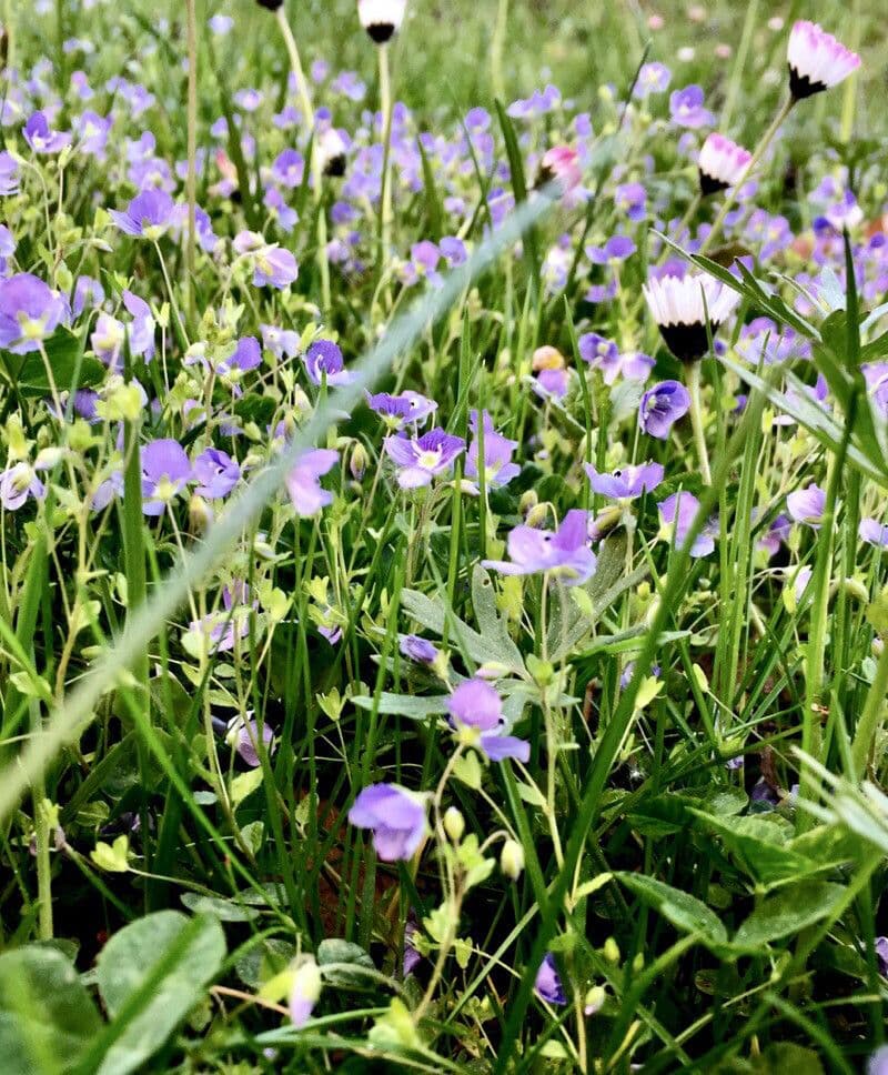 Veronica filiforme 14