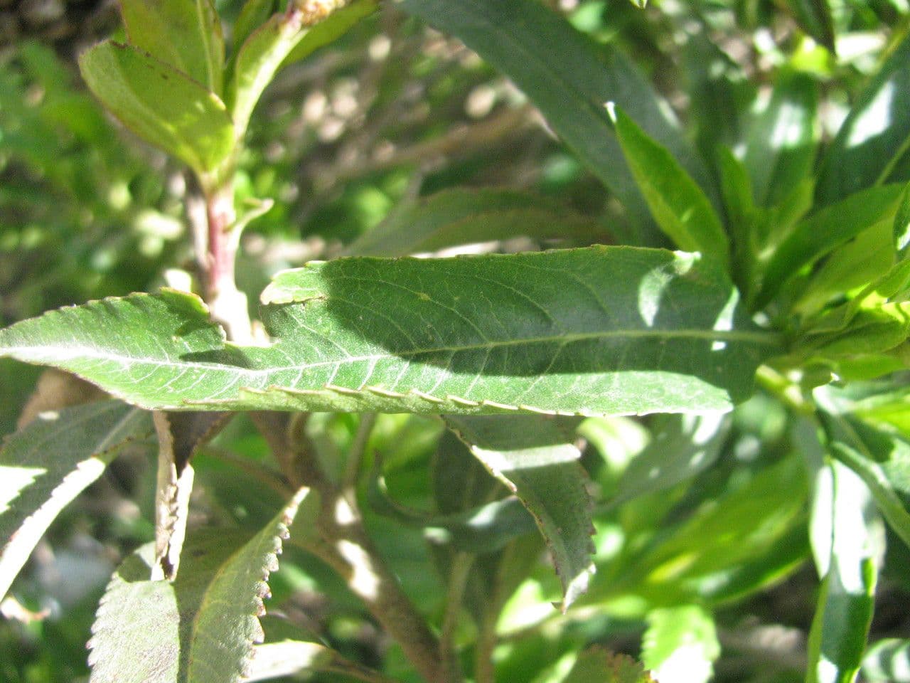 Baccharis