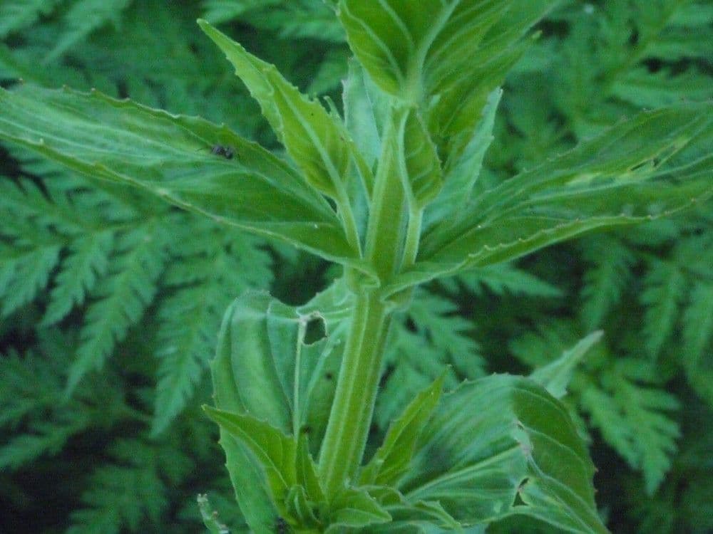 Epilobium alpestre 23