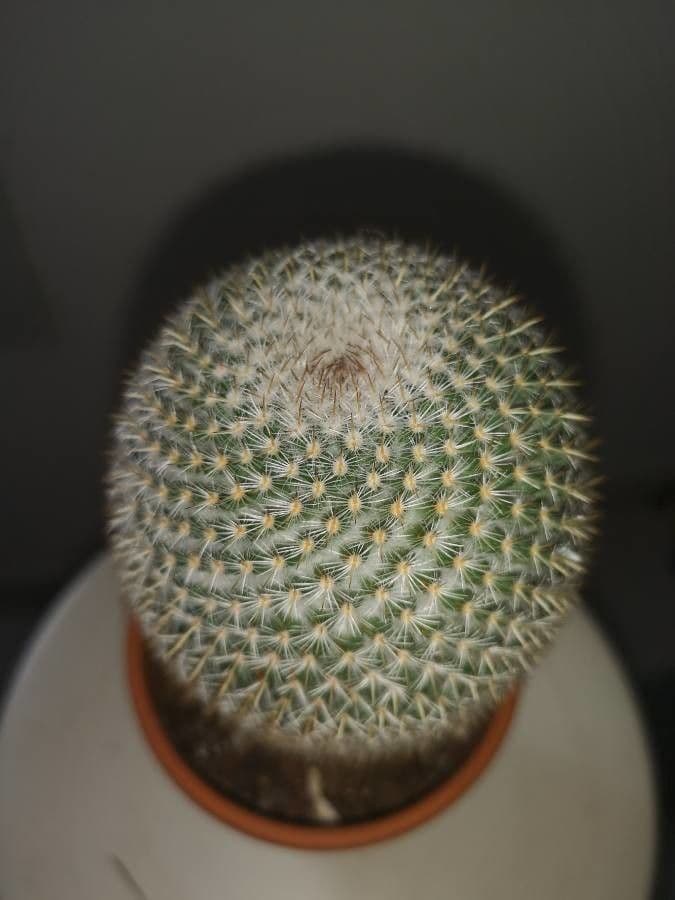 Kugelkaktee 4