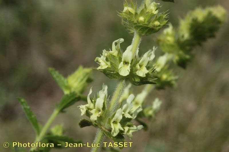 Sideritis 3