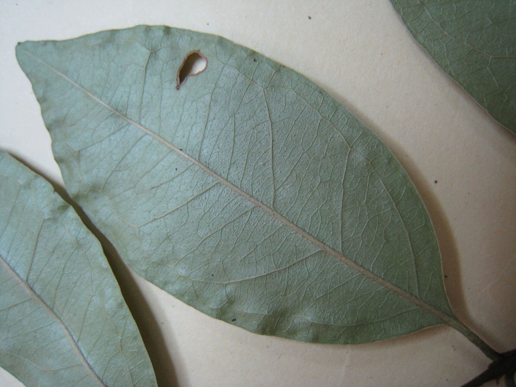 Eugenia patrisii 8