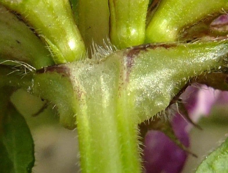 Falsa ortica macchiata 22