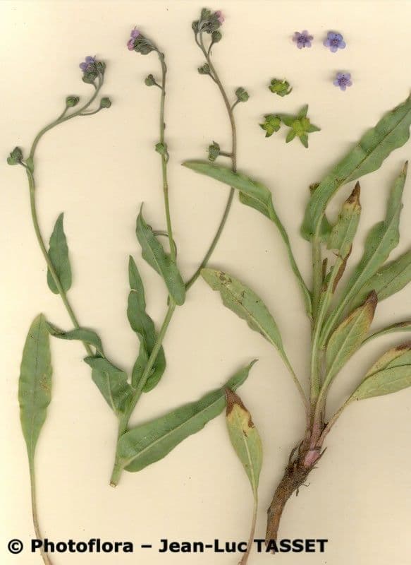 Cynoglossum dioscoridis 10
