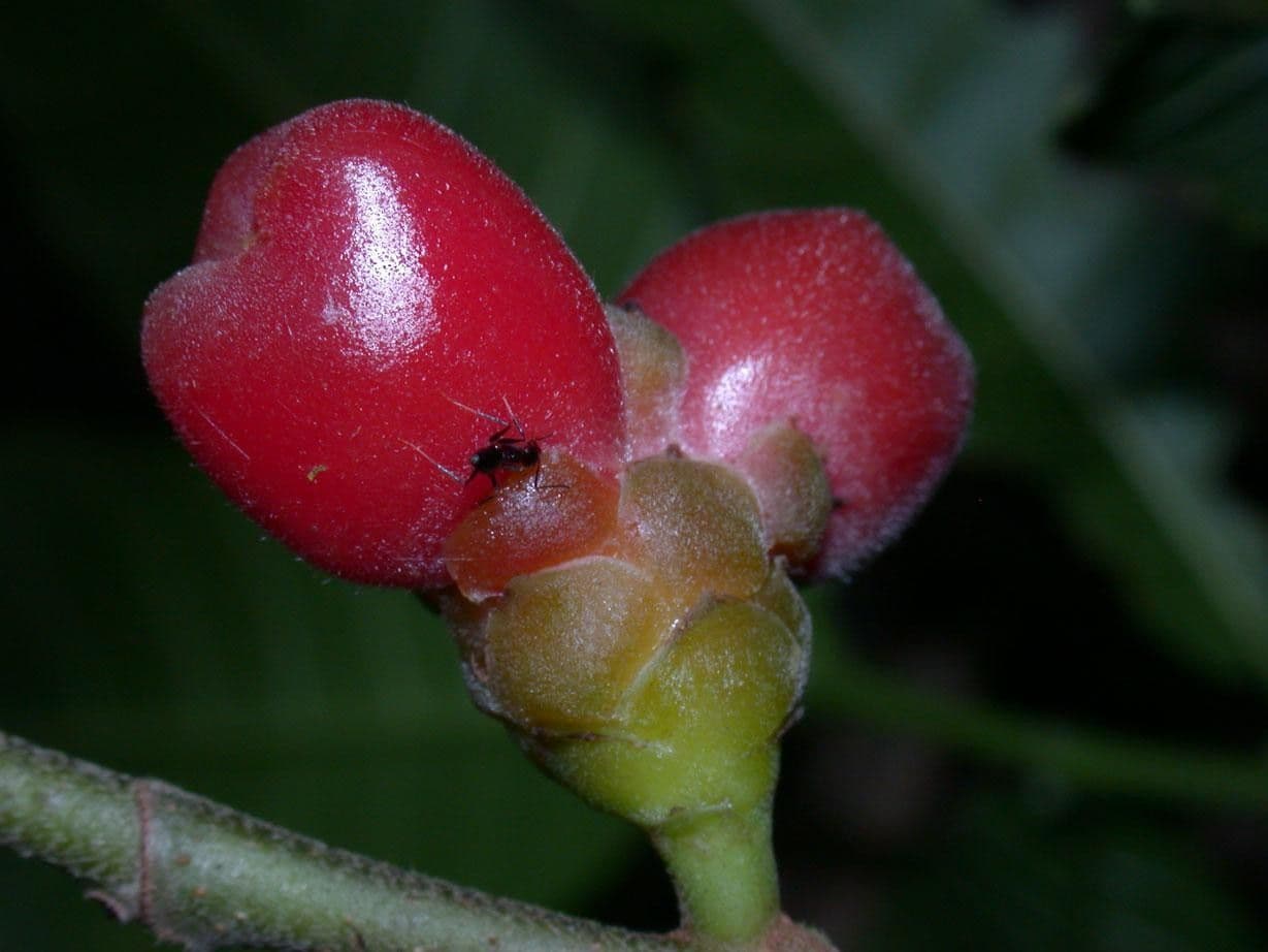 Perebea ispida