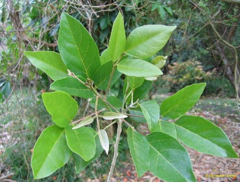 Erythrina bruna 15