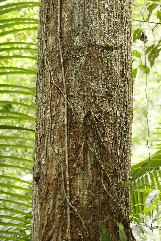 Eriotheca