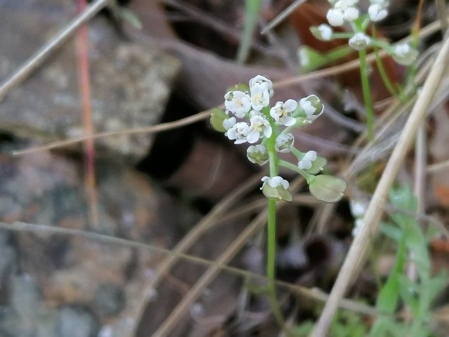 Teesdalia coronopifolia 5