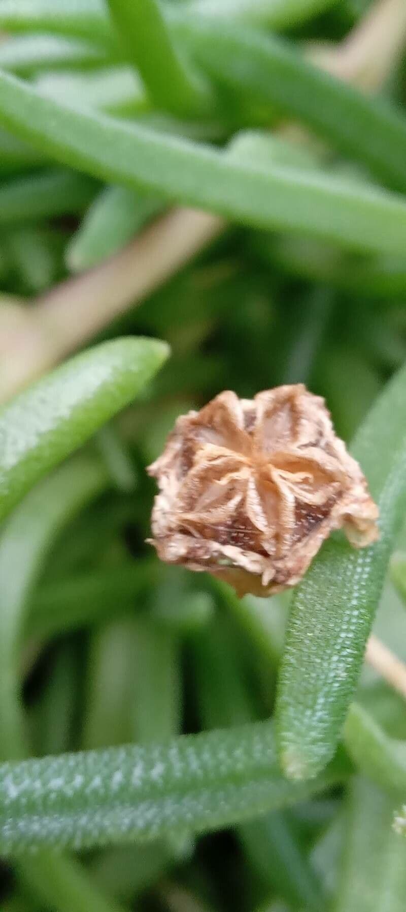 Winterharte Eisblume 2