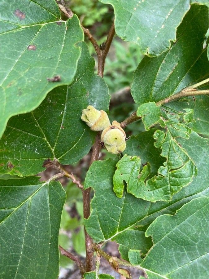 Amamelide 4