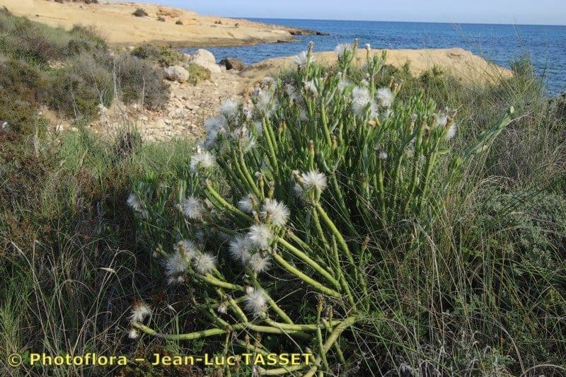 Kleinia anteuphorbium 11